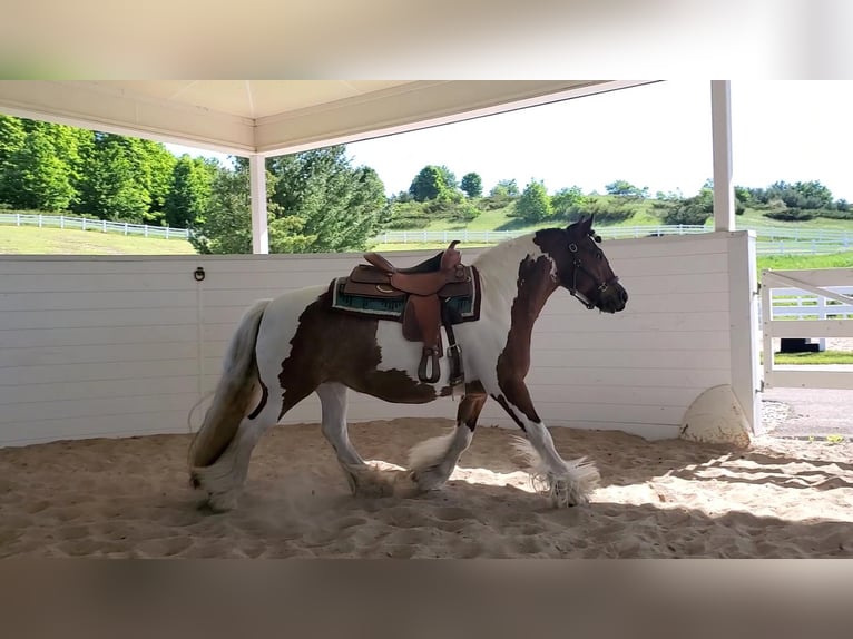 Gypsy Horse Mix Mare 11 years 13,2 hh in Harbor Springs, MI