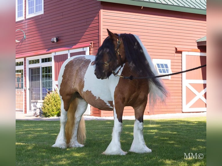 Gypsy Horse Mix Mare 11 years 13,2 hh in Harbor Springs, MI