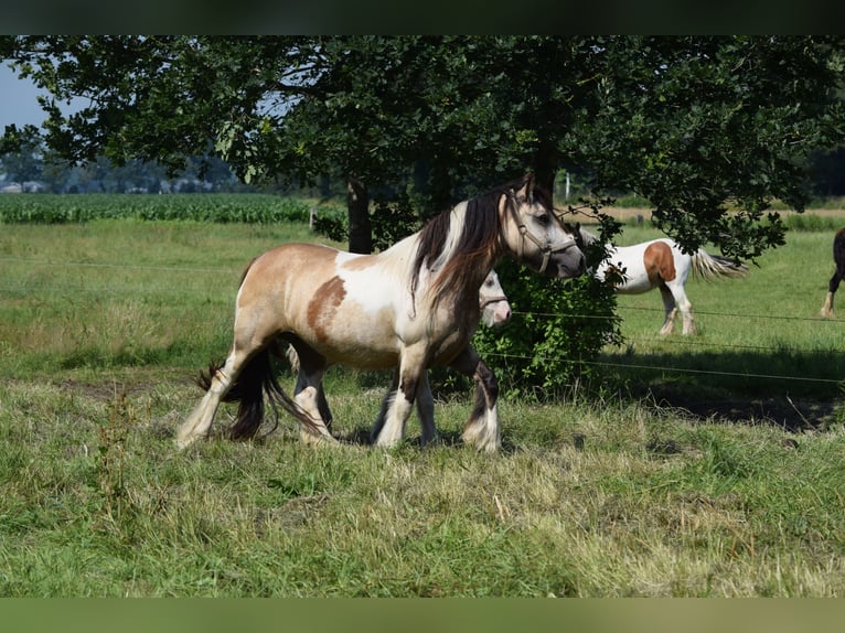 Gypsy Horse Mare 11 years 13.3 hh Buckskin in Oldeholtwolde
