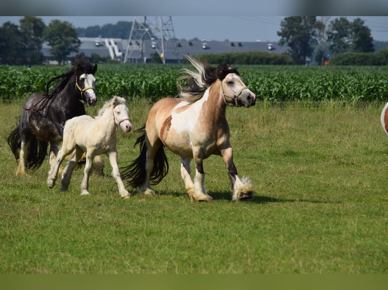 Gypsy Horse Mare 11 years 13.3 hh Buckskin in Oldeholtwolde