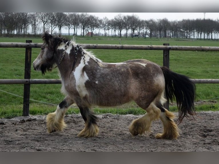 Gypsy Horse Mare 11 years 13.3 hh Buckskin in Oldeholtwolde