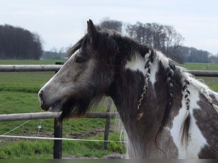 Gypsy Horse Mare 11 years 13.3 hh Buckskin in Oldeholtwolde