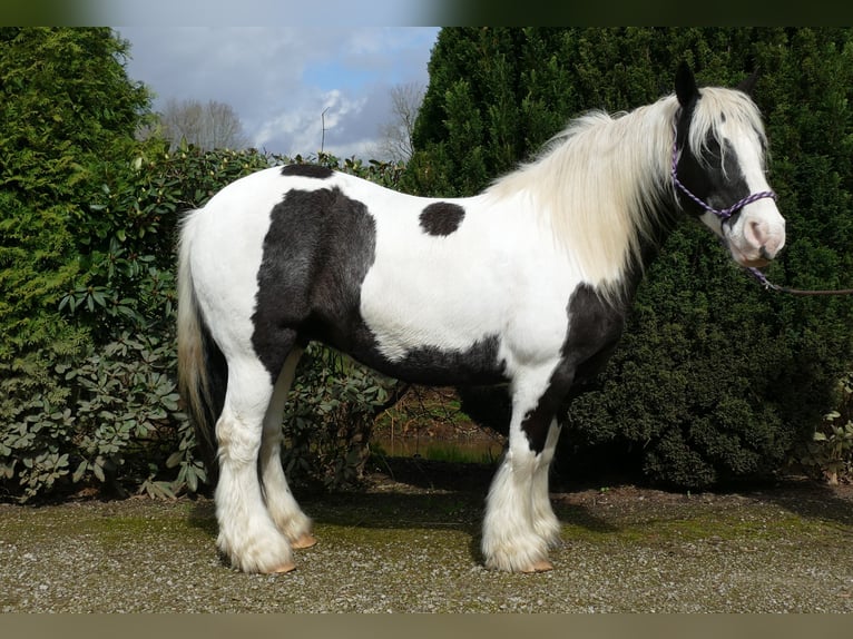 Gypsy Horse Mare 11 years 13 hh Pinto in Lathen