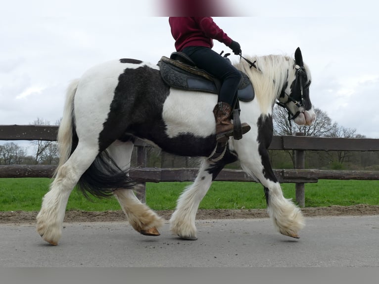 Gypsy Horse Mare 11 years 13 hh Pinto in Lathen