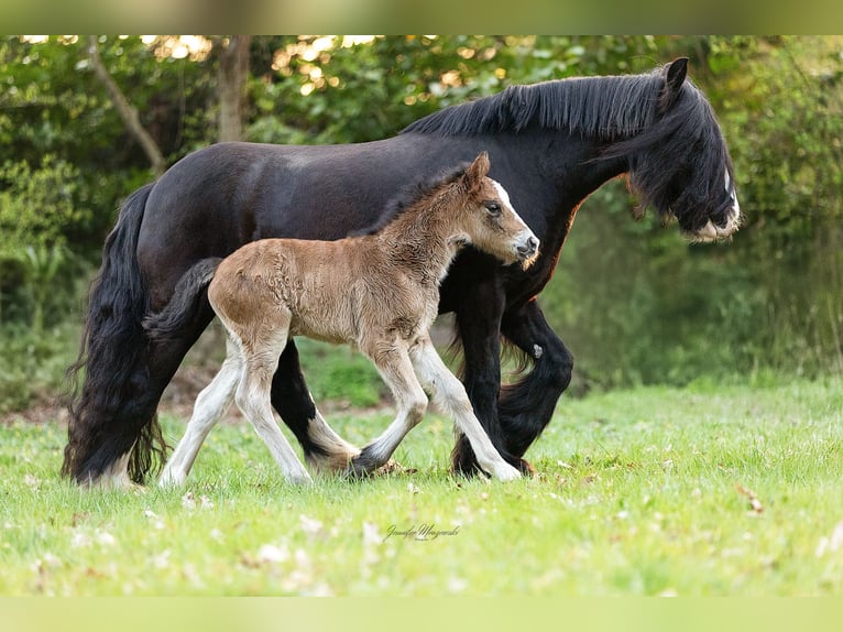 Gypsy Horse Mare 11 years 13,1 hh Black in Elpersbüttel