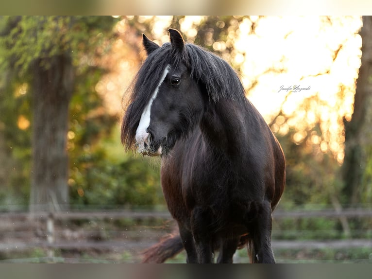 Gypsy Horse Mare 11 years 13,1 hh Black in Elpersbüttel