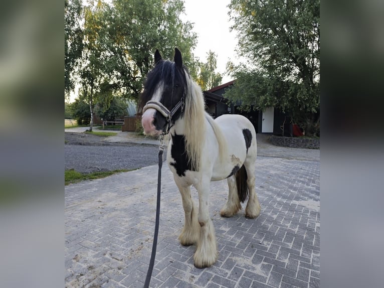 Gypsy Horse Mare 11 years 13,2 hh Pinto in Sinn