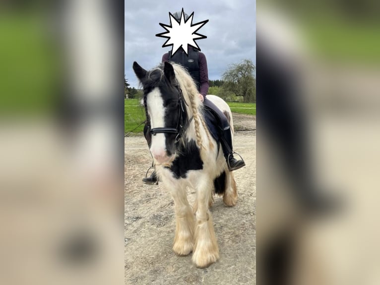 Gypsy Horse Mare 11 years 13,2 hh Pinto in Sinn