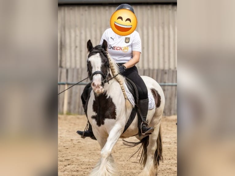 Gypsy Horse Mare 11 years 13,2 hh Pinto in Sinn