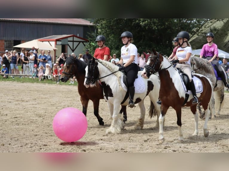Gypsy Horse Mare 11 years 13,2 hh Pinto in Sinn
