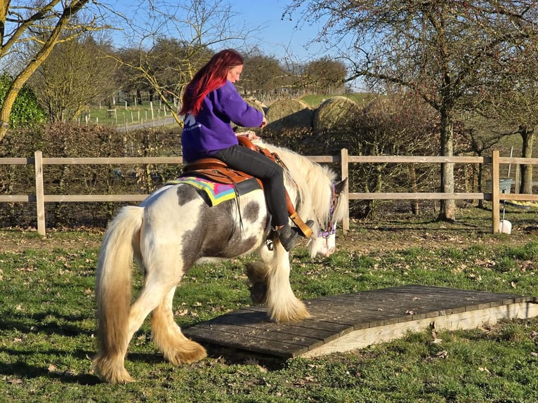 Gypsy Horse Mare 11 years 13,2 hh Pinto in Linkenbach