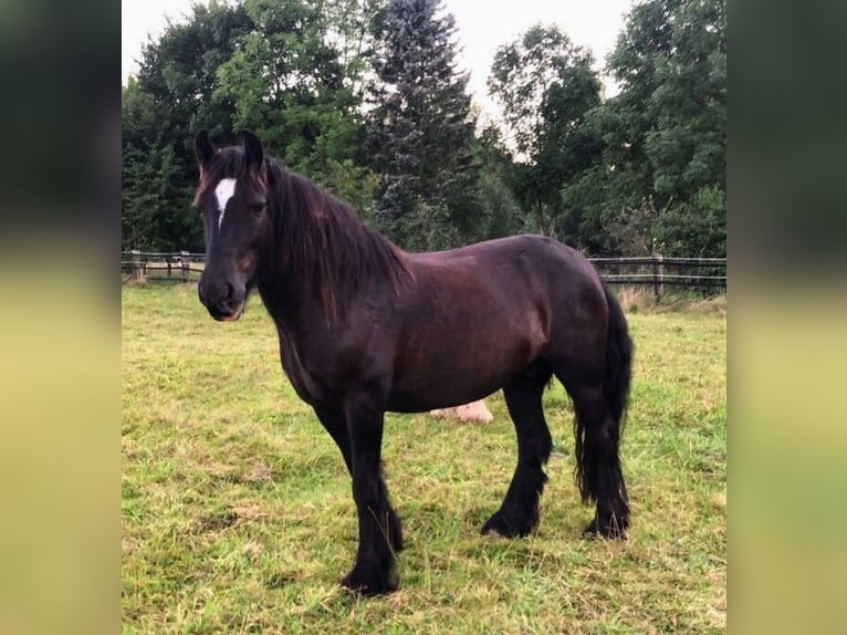 Gypsy Horse Mare 11 years 13,2 hh Smoky-Black in Oerlinghausen