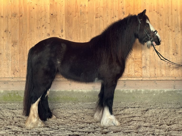Gypsy Horse Mare 11 years 13,3 hh Black in Riedlingen