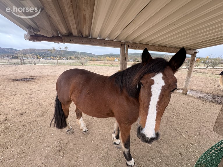 Gypsy Horse Mix Mare 11 years 14.1 hh Brown in Bad Fischau-Brunn