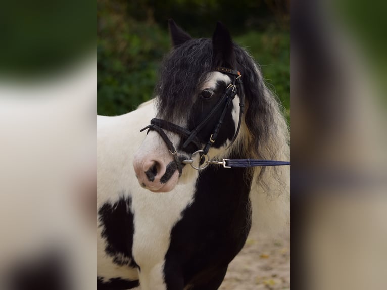 Gypsy Horse Mare 11 years 14,1 hh Pinto in Heddesheim