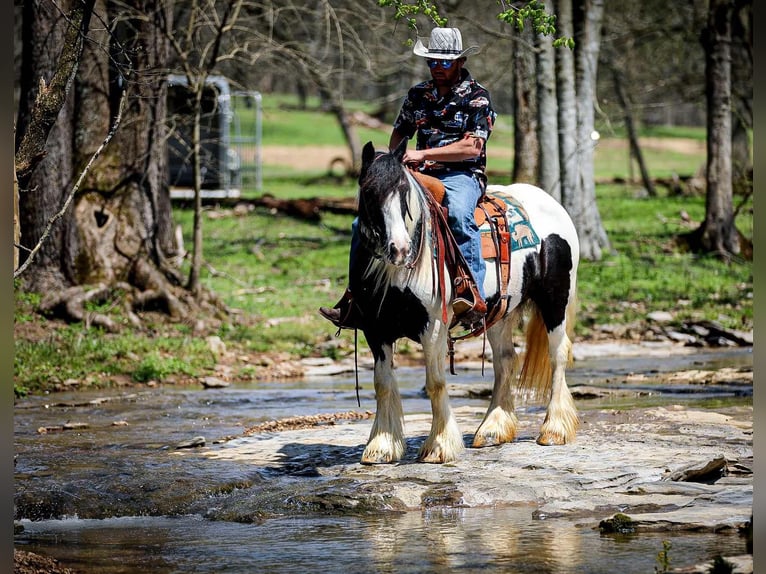 Gypsy Horse Mare 11 years 14,1 hh Tobiano-all-colors in Santa Fe, TN