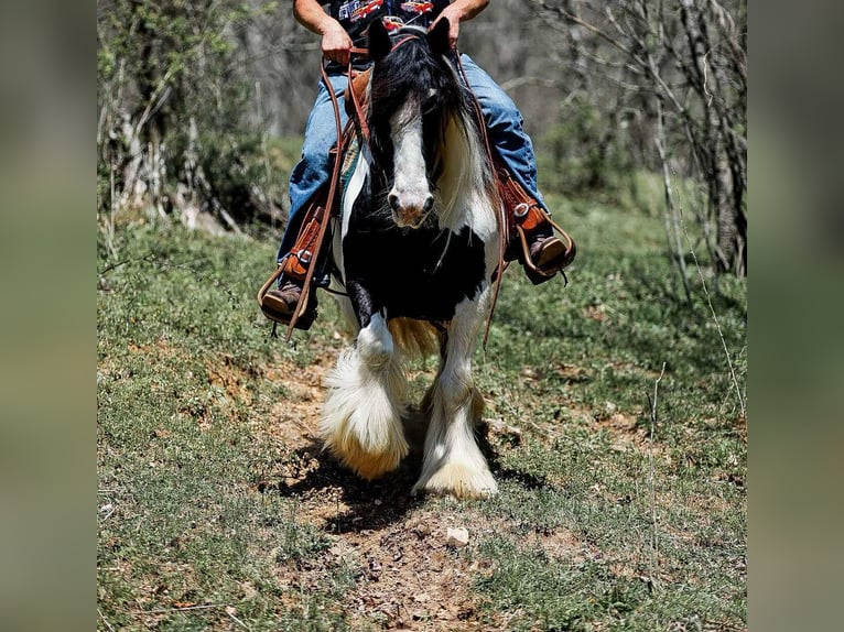 Gypsy Horse Mare 11 years 14,1 hh Tobiano-all-colors in Santa Fe, TN