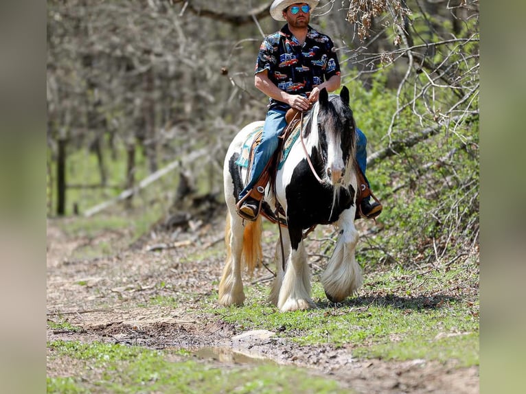Gypsy Horse Mare 11 years 14,1 hh Tobiano-all-colors in Santa Fe, TN
