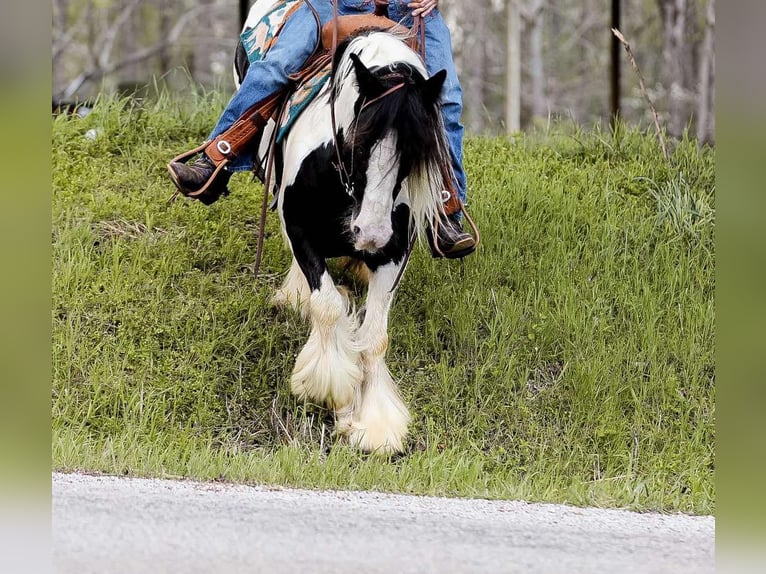 Gypsy Horse Mare 11 years 14,1 hh Tobiano-all-colors in Santa Fe, TN