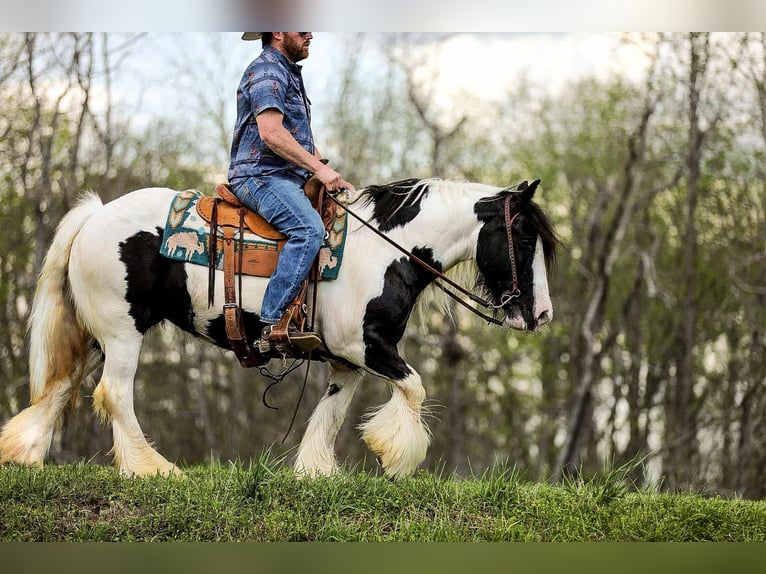 Gypsy Horse Mare 11 years 14,1 hh Tobiano-all-colors in Santa Fe, TN