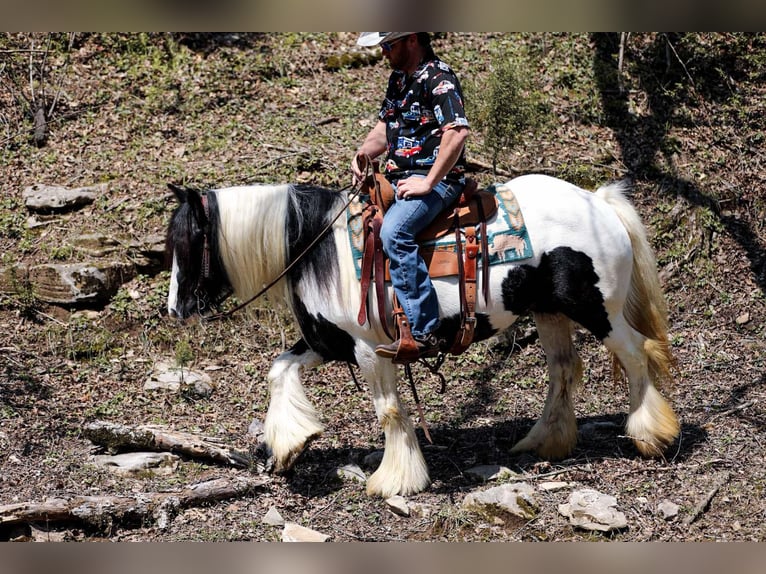 Gypsy Horse Mare 11 years 14,1 hh Tobiano-all-colors in Santa Fe, TN