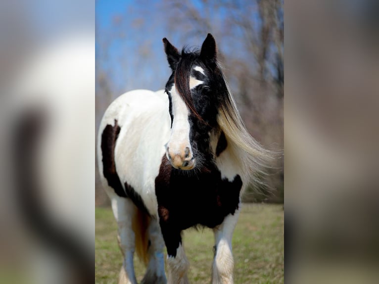 Gypsy Horse Mare 11 years 14,1 hh Tobiano-all-colors in Santa Fe, TN
