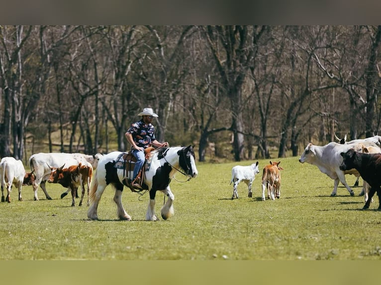 Gypsy Horse Mare 11 years 14,1 hh Tobiano-all-colors in Santa Fe, TN