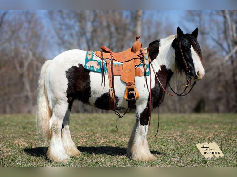 Gypsy Horse Mare 11 years 14,1 hh Tobiano-all-colors in Santa Fe, TN