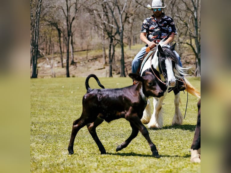 Gypsy Horse Mare 11 years 14,1 hh Tobiano-all-colors in Santa Fe, TN