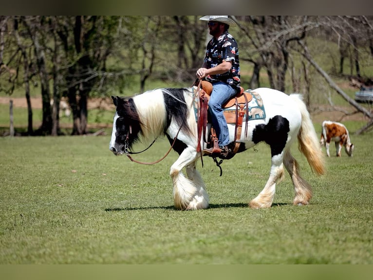 Gypsy Horse Mare 11 years 14,1 hh Tobiano-all-colors in Santa Fe, TN