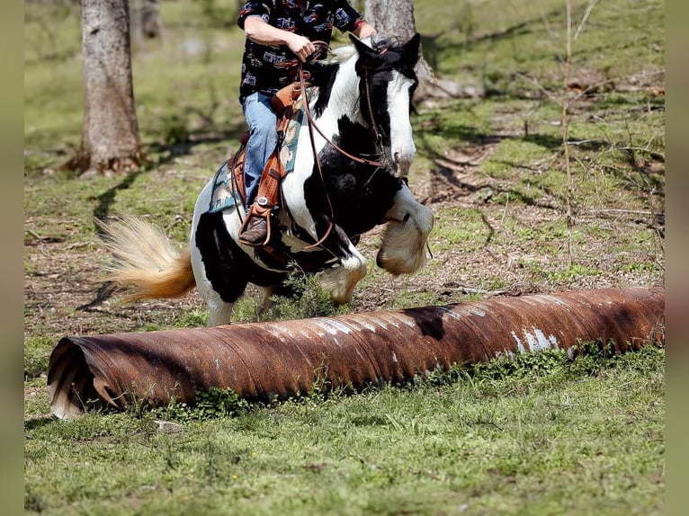Gypsy Horse Mare 11 years 14,1 hh Tobiano-all-colors in Santa Fe, TN
