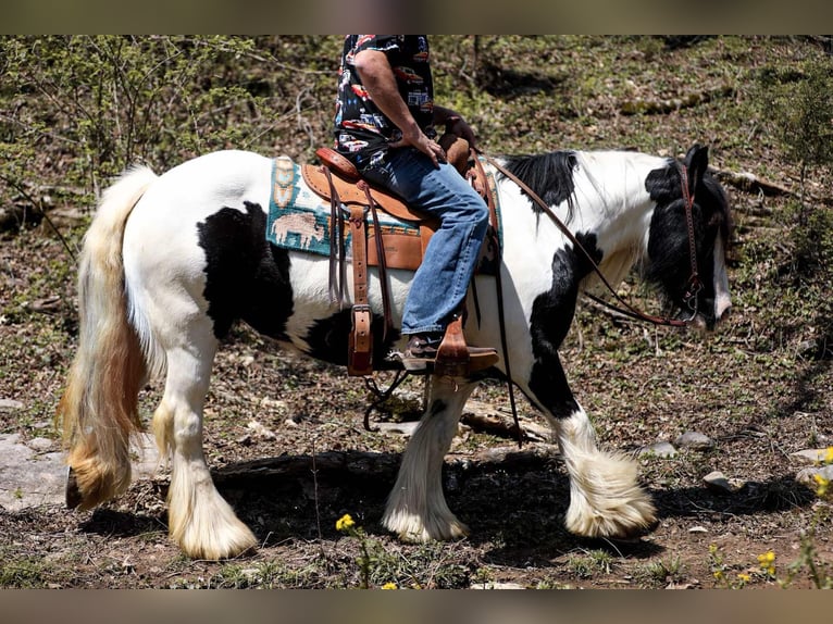 Gypsy Horse Mare 11 years 14,1 hh Tobiano-all-colors in Santa Fe, TN