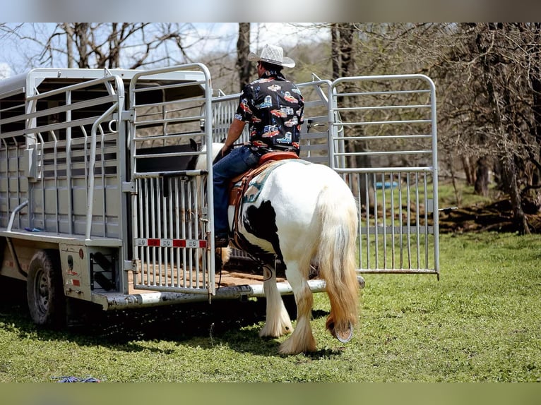 Gypsy Horse Mare 11 years 14,1 hh Tobiano-all-colors in Santa Fe, TN