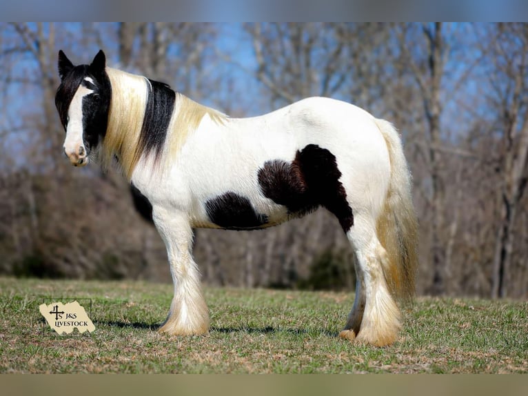 Gypsy Horse Mare 11 years 14,1 hh Tobiano-all-colors in Santa Fe, TN