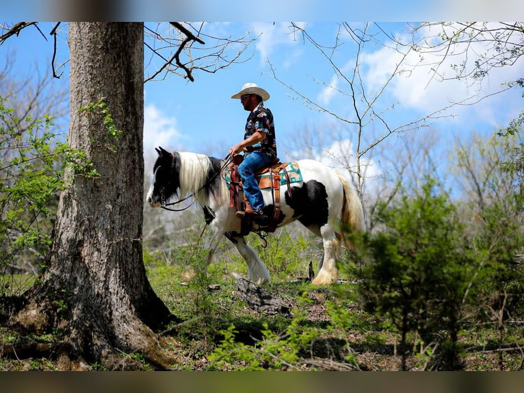 Gypsy Horse Mare 11 years 14,1 hh Tobiano-all-colors in Santa Fe, TN