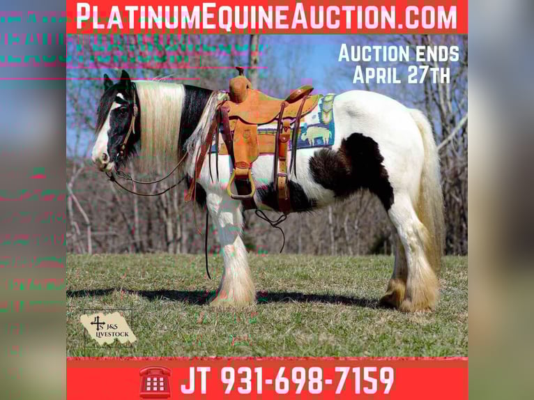 Gypsy Horse Mare 11 years 14,1 hh Tobiano-all-colors in Santa Fe, TN