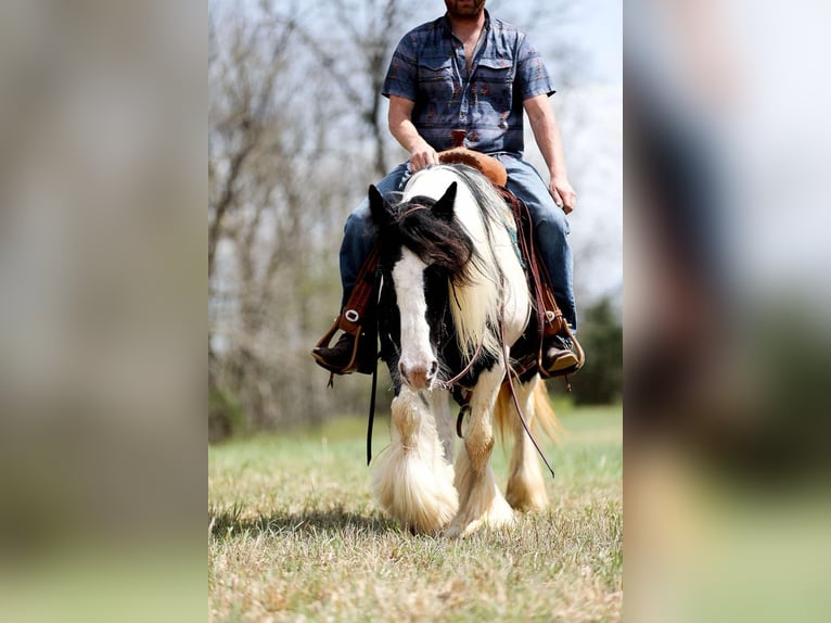 Gypsy Horse Mare 11 years 14,1 hh Tobiano-all-colors in Santa Fe, TN