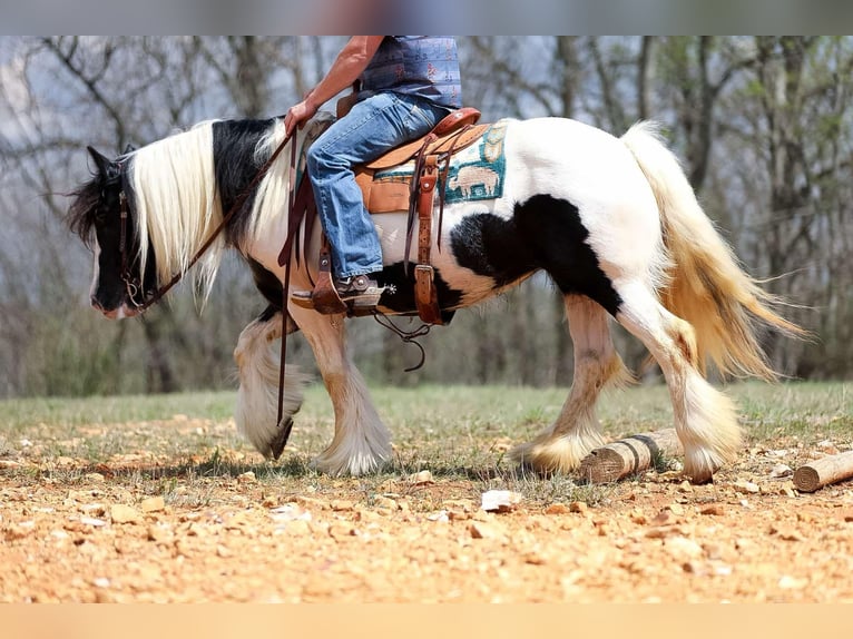 Gypsy Horse Mare 11 years 14,1 hh Tobiano-all-colors in Santa Fe, TN