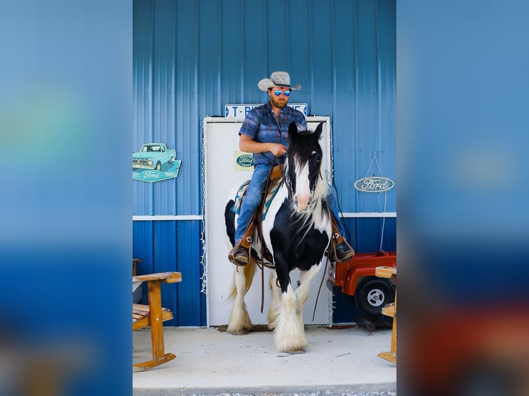Gypsy Horse Mare 11 years 14,1 hh Tobiano-all-colors in Santa Fe, TN