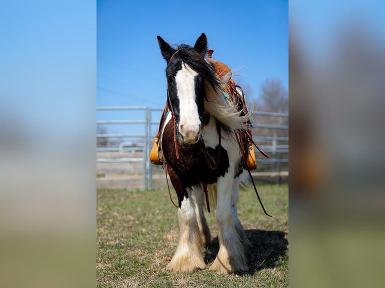 Gypsy Horse Mare 11 years 14,1 hh Tobiano-all-colors in Santa Fe, TN