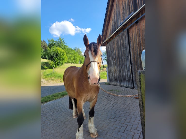 Gypsy Horse Mix Mare 11 years 14,2 hh Buckskin in Beierfeld