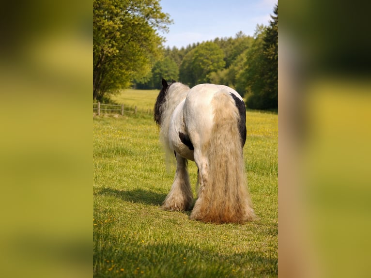 Gypsy Horse Mare 11 years 14 hh Pinto in Heiligengrabe