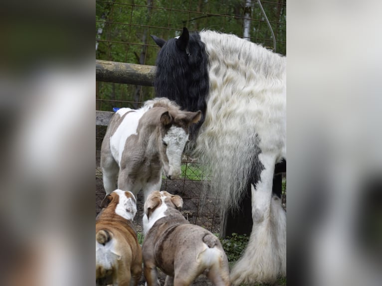 Gypsy Horse Mare 11 years 14 hh Pinto in Heiligengrabe