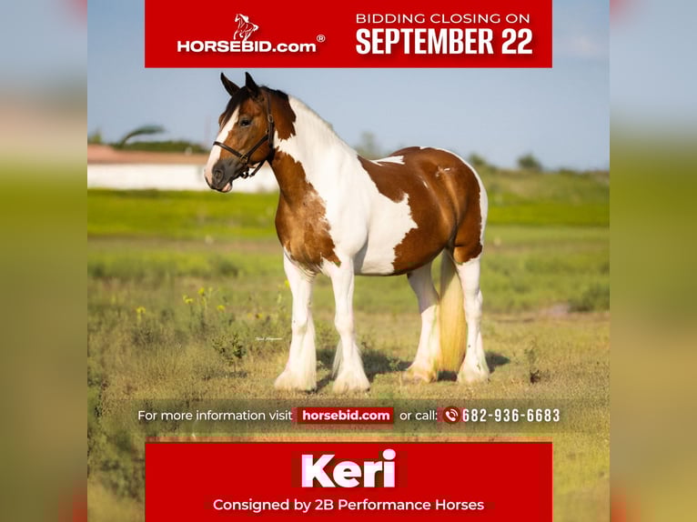 Gypsy Horse Mare 11 years 14,1 hh Pinto in Hillsboro
