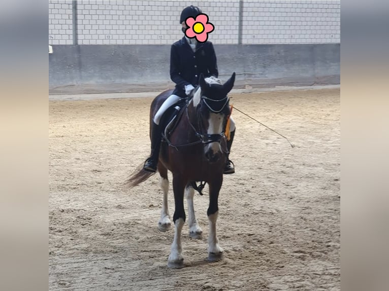 Gypsy Horse Mix Mare 11 years 14,1 hh Tobiano-all-colors in Biedesheim