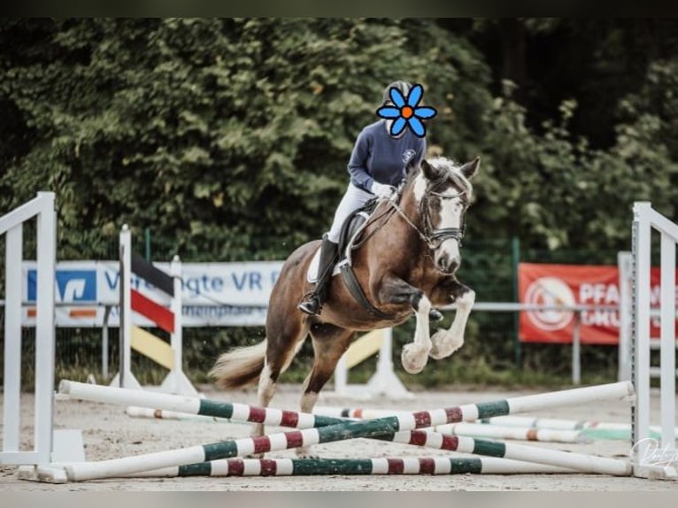 Gypsy Horse Mix Mare 11 years 14,1 hh Tobiano-all-colors in Biedesheim