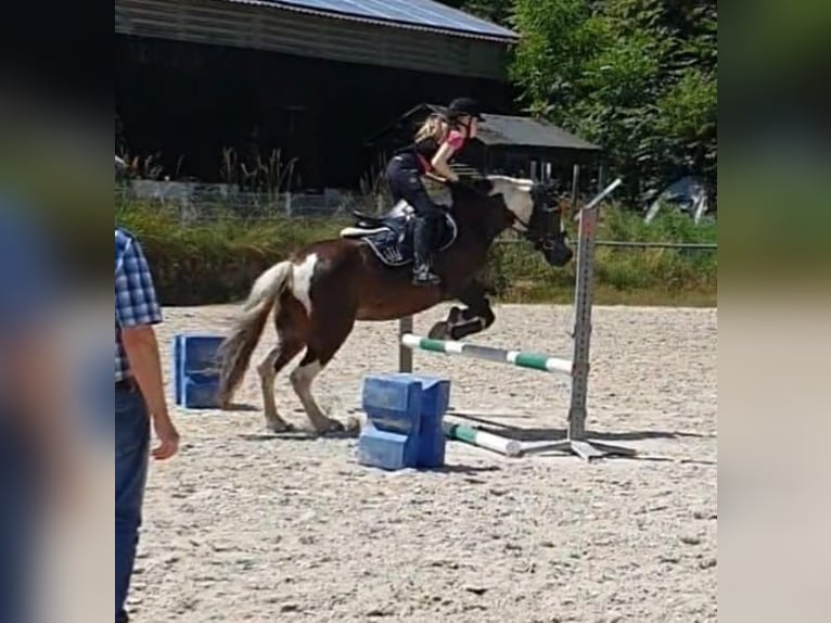Gypsy Horse Mix Mare 11 years 14,1 hh Tobiano-all-colors in Biedesheim