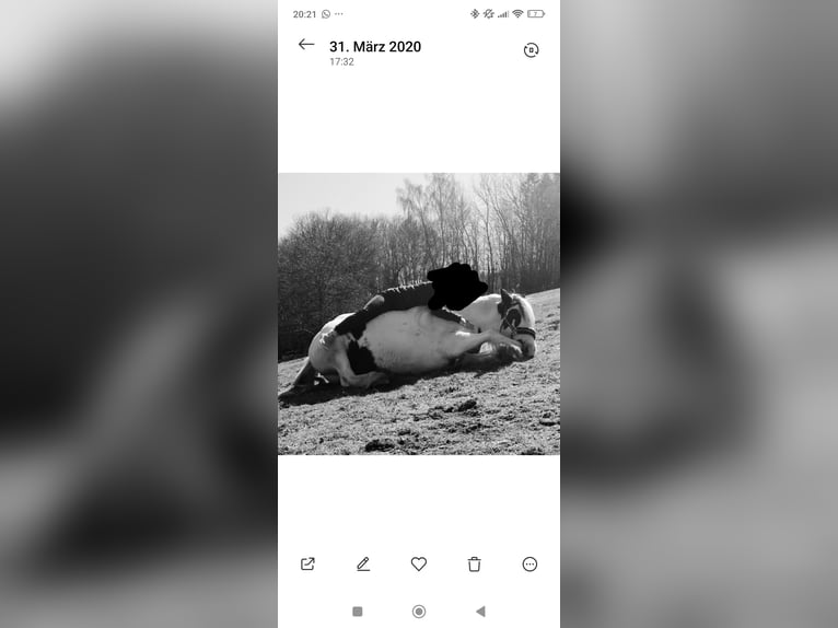 Gypsy Horse Mare 11 years 14,2 hh in Hammelburg