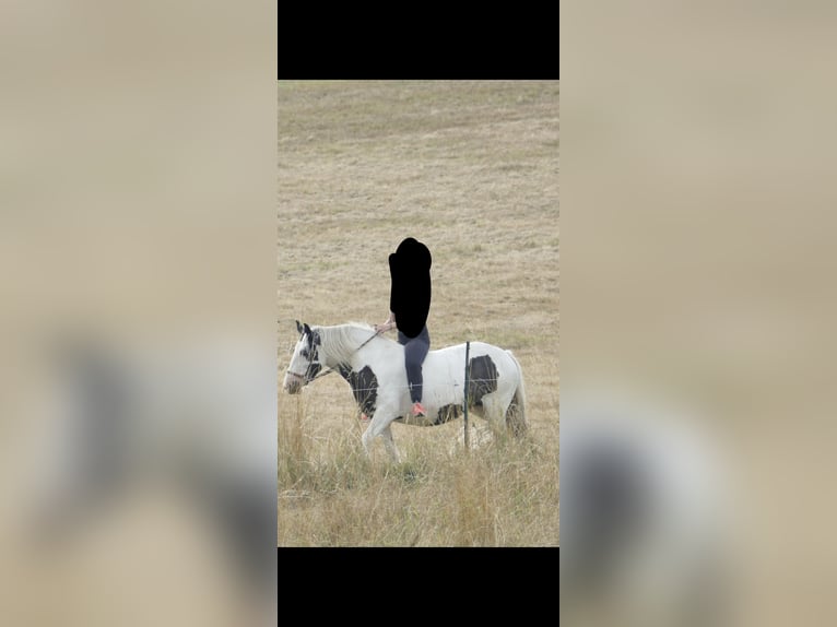 Gypsy Horse Mare 11 years 14,2 hh in Hammelburg