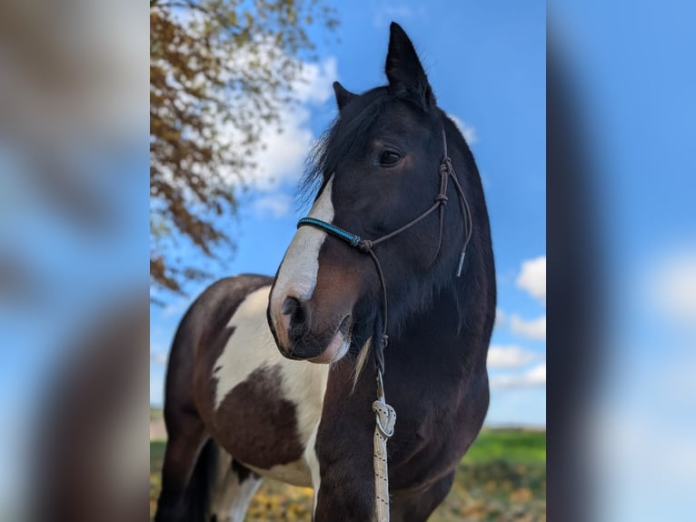 Gypsy Horse Mix Mare 11 years 14,2 hh Pinto in Datteln